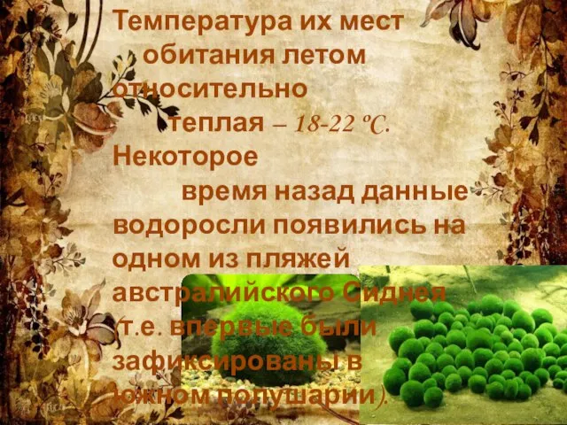 Температура их мест обитания летом относительно теплая – 18-22 ºC. Некоторое время