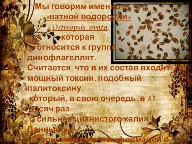 Мы говорим именно о «ватной водоросли» Ostreopsis ovata, которая относится к группе