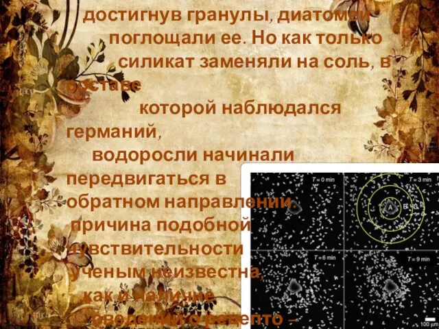 достигнув гранулы, диатомеи поглощали ее. Но как только силикат заменяли на соль,