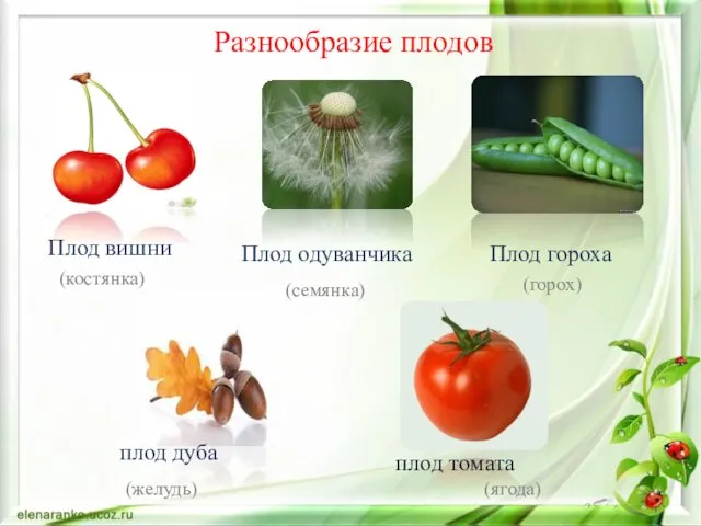 Разнообразие плодов плод томата (ягода) плод дуба (желудь) Плод вишни Плод одуванчика