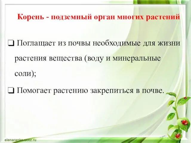 Корень - подземный орган многих растений Поглащает из почвы необходимые для жизни