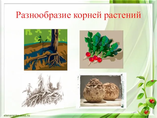 Разнообразие корней растений