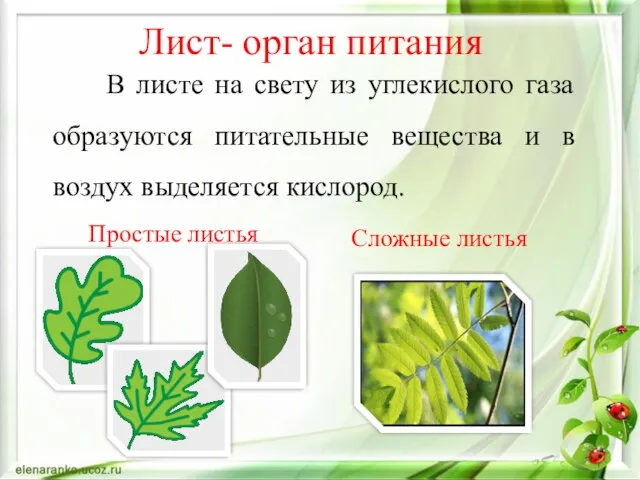 Сложные листья Лист- орган питания В листе на свету из углекислого газа