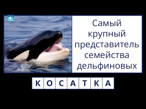 Самый крупный представитель семейства дельфиновых