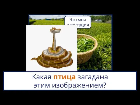 Какая птица загадана этим изображением?