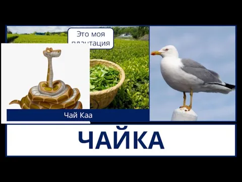 Чай Каа ЧАЙКА