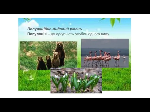 Популяційно-видовий рівень Популяція – це сукупність особин одного виду.