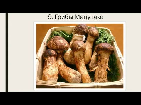 9. Грибы Мацутаке