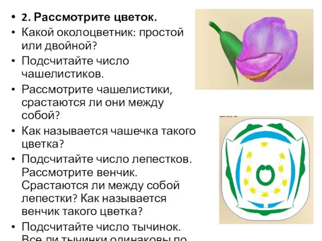 2. Рассмотрите цветок. Какой околоцветник: простой или двойной? Подсчитайте число чашелистиков. Рассмотрите