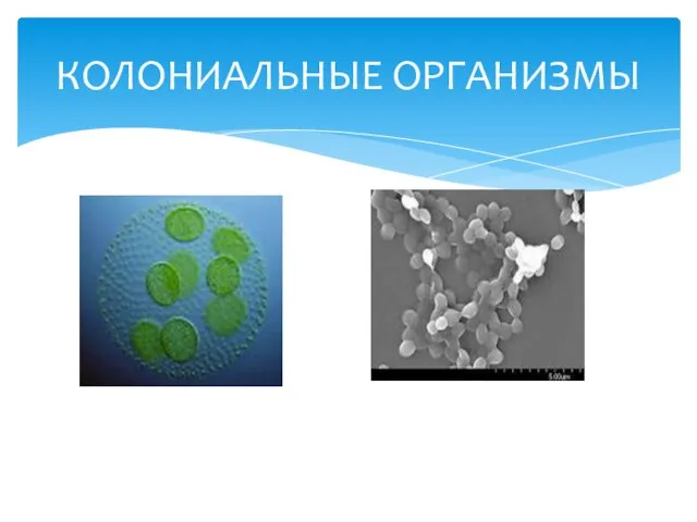 КОЛОНИАЛЬНЫЕ ОРГАНИЗМЫ