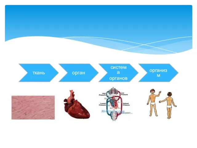 ткань орган система органов организм