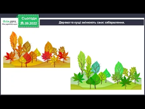 25.09.2022 Сьогодні Дерева та кущі змінюють своє забарвлення.