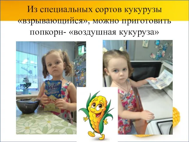 Из специальных сортов кукурузы «взрывающийся», можно приготовить попкорн- «воздушная кукуруза»