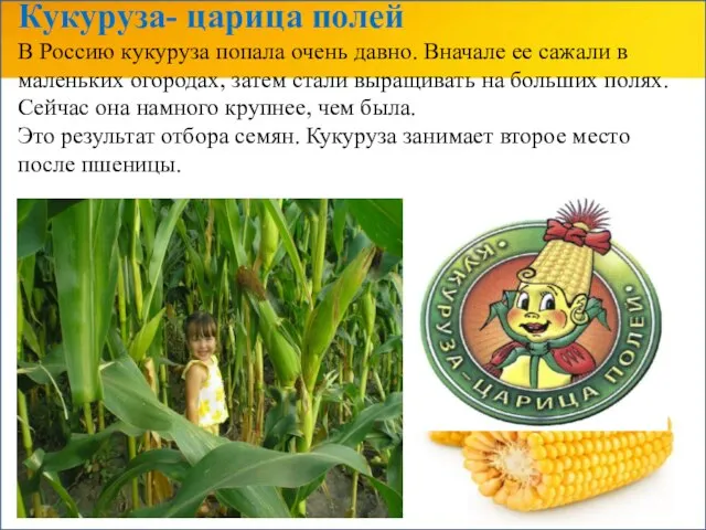 Кукуруза- царица полей В Россию кукуруза попала очень давно. Вначале ее сажали