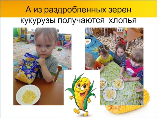 А из раздробленных зерен кукурузы получаются хлопья