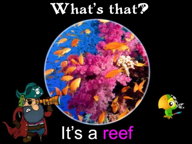 It’s a reef