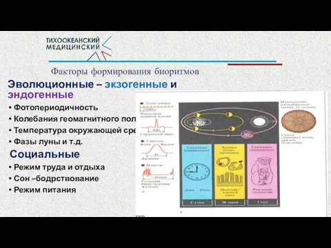 Факторы формирования биоритмов Эволюционные – экзогенные и эндогенные Фотопериодичность Колебания геомагнитного поля