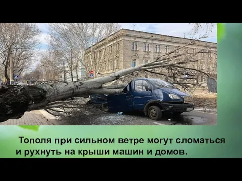 Тополя при сильном ветре могут сломаться и рухнуть на крыши машин и домов.