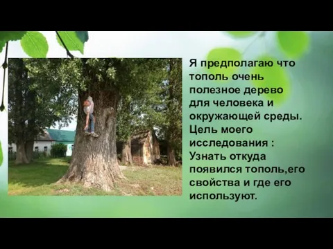 Я предполагаю что тополь очень полезное дерево для человека и окружающей среды.