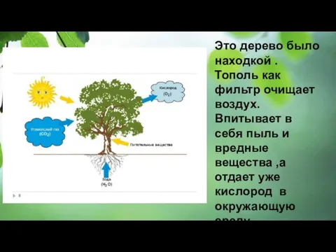 Это дерево было находкой .Тополь как фильтр очищает воздух. Впитывает в себя