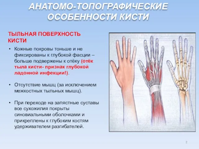 Кожные покровы тоньше и не фиксированы к глубокой фасции –больше подвержены к