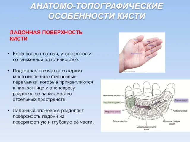 Кожа более плотная, утолщённая и со сниженной эластичностью. Подкожная клетчатка содержит многочисленные