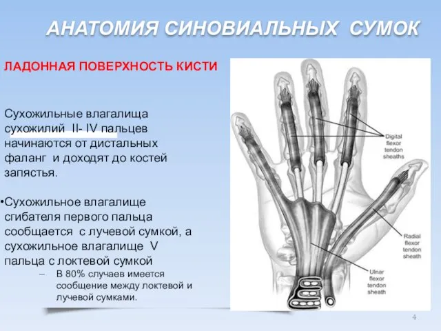 АНАТОМИЯ СИНОВИАЛЬНЫХ СУМОК Сухожильные влагалища сухожилий II- IV пальцев начинаются от дистальных