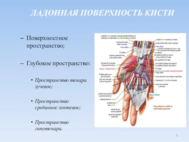 Поверхностное пространство; Глубокое пространство: Пространство тенара лучевое; Пространство срединное локтевое; Пространство гипотенара. ЛАДОННАЯ ПОВЕРХНОСТЬ КИСТИ