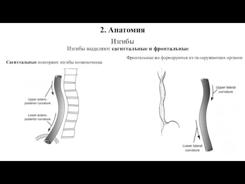 2. Анатомия Изгибы Изгибы выделяют сагиттальные и фронтальные Фронтальные же формируются из-за