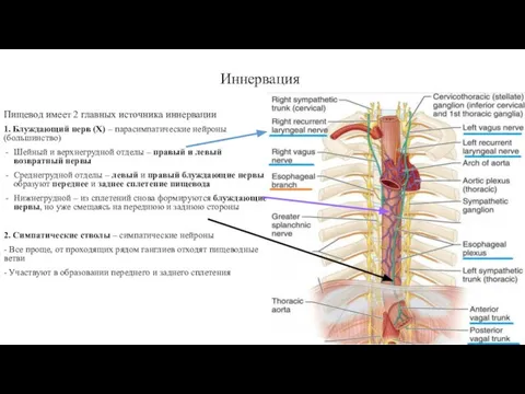 Иннервация Пищевод имеет 2 главных источника иннервации 1. Блуждающий нерв (X) –