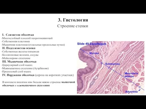 3. Гистология Строение стенки I. Слизистая оболочка Многослойный плоский неороговевающий Собственная пластинка