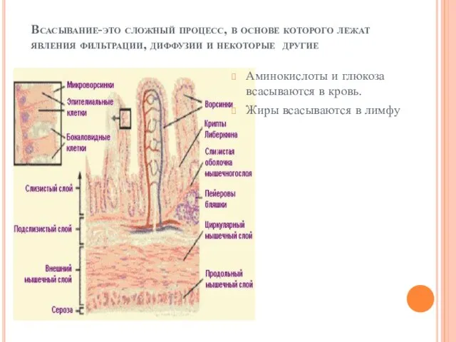 Всасывание-это сложный процесс, в основе которого лежат явления фильтрации, диффузии и некоторые