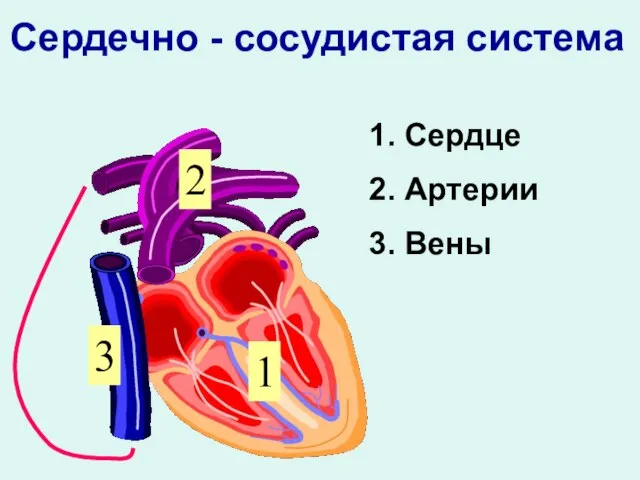 1. Сердце 2. Артерии 3. Вены 1 2 3 Сердечно - сосудистая система