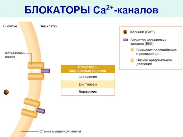 БЛОКАТОРЫ Ca2+-каналов