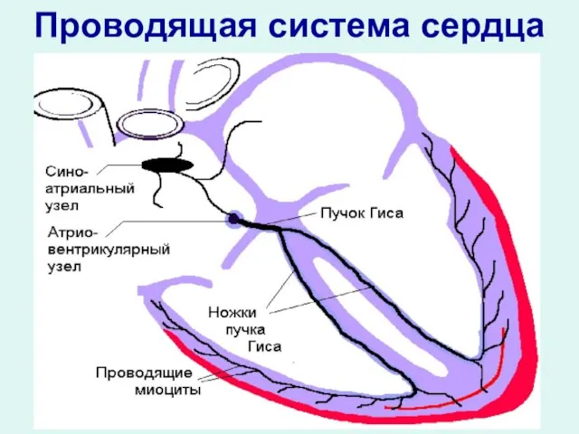 Проводящая система сердца