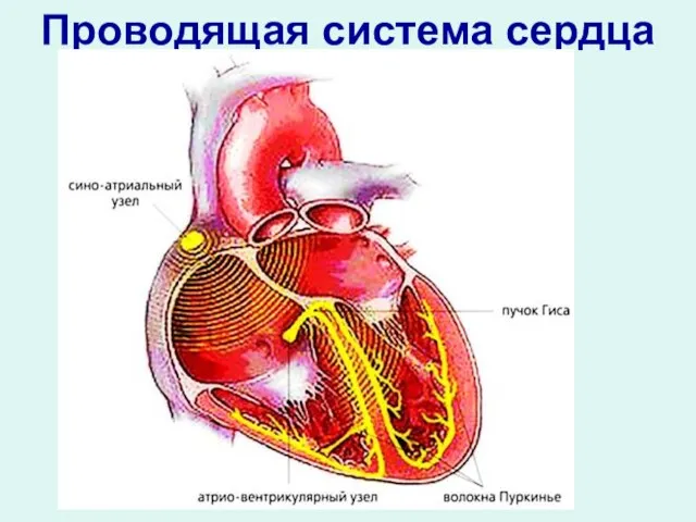 Проводящая система сердца