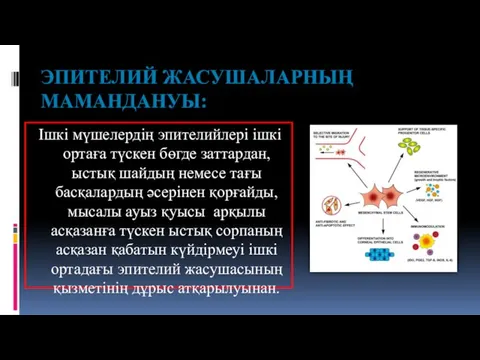 ЭПИТЕЛИЙ ЖАСУШАЛАРНЫҢ МАМАНДАНУЫ: Ішкі мүшелердің эпителийлері ішкі ортаға түскен бөгде заттардан, ыстық