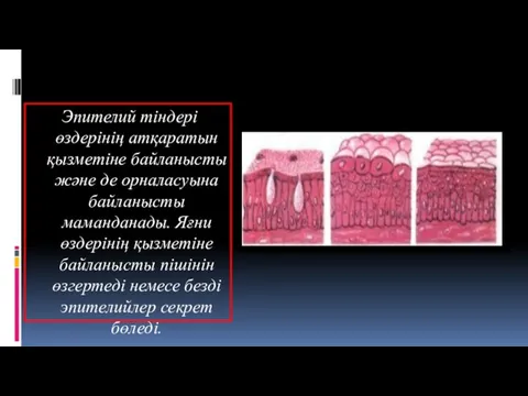 Эпителий тіндері өздерінің атқаратын қызметіне байланысты және де орналасуына байланысты маманданады. Яғни