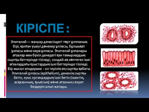 КІРІСПЕ: Эпителий — жануар денесіндегі төрт ұлппаның бірі, қалған үшеуі дәнекер ұлпасы,