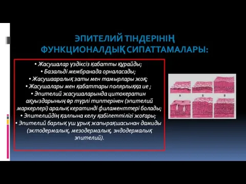 ЭПИТЕЛИЙ ТІНДЕРІНІҢ ФУНКЦИОНАЛДЫҚ СИПАТТАМАЛАРЫ: Жасушалар үздіксіз қабатты құрайды; Базальді мембранада орналасады; Жасушааралық