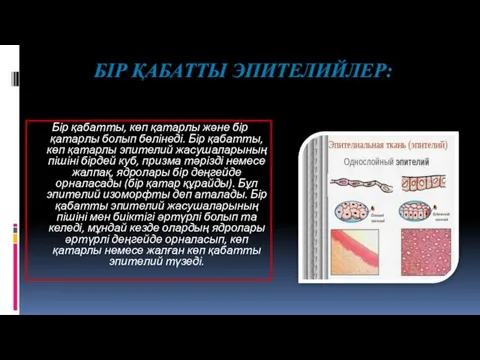 БІР ҚАБАТТЫ ЭПИТЕЛИЙЛЕР: Бір қабатты, көп қатарлы және бір қатарлы болып бөлінеді.