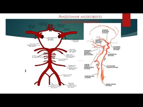 Анатомия мозгового кровообращения