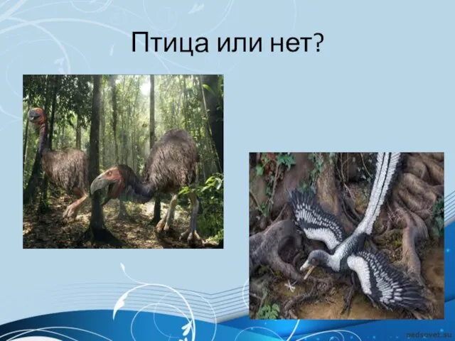 Птица или нет?