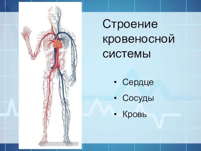 Строение кровеносной системы Сердце Сосуды Кровь