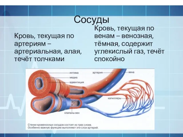 Сосуды Кровь, текущая по артериям – артериальная, алая, течёт толчками Кровь, текущая