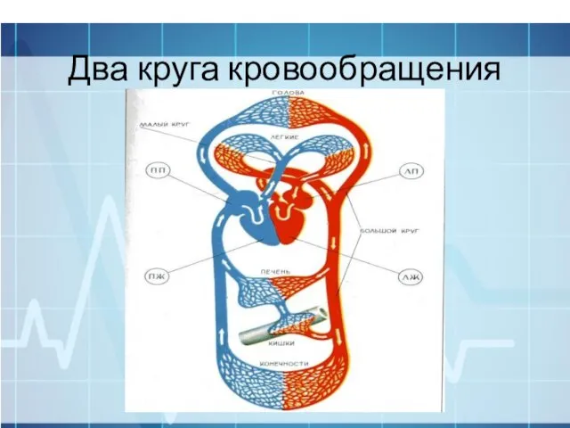 Два круга кровообращения