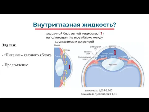 Внутриглазная жидкость? прозрачной бесцветной жидкостью (1), наполняющая глазное яблоко между хрусталиком и