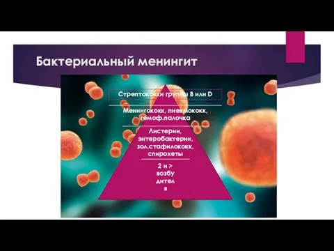 Бактериальный менингит Стрептококки группы В или D Менингококк, пневмококк, гемоф.палочка Листерии, энтеробактерии,