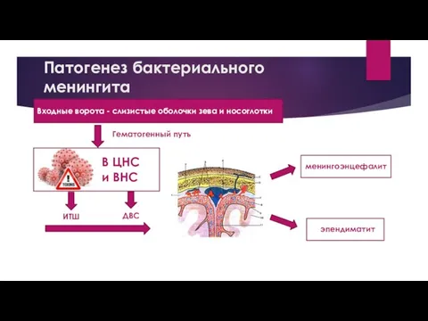 Патогенез бактериального менингита Входные ворота - слизистые оболочки зева и носоглотки. Гематогенный