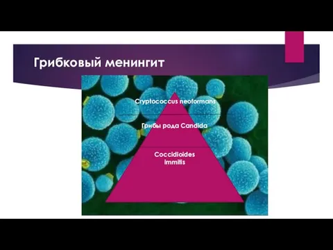 Грибковый менингит Cryptococcus neoformans Грибы рода Candida Coccidioides immitis